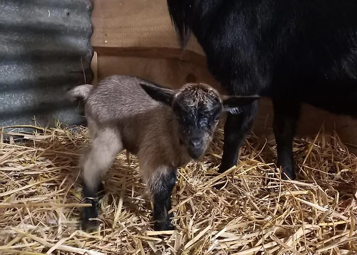 La Petite Ferme 度假居 拉莎贝尔